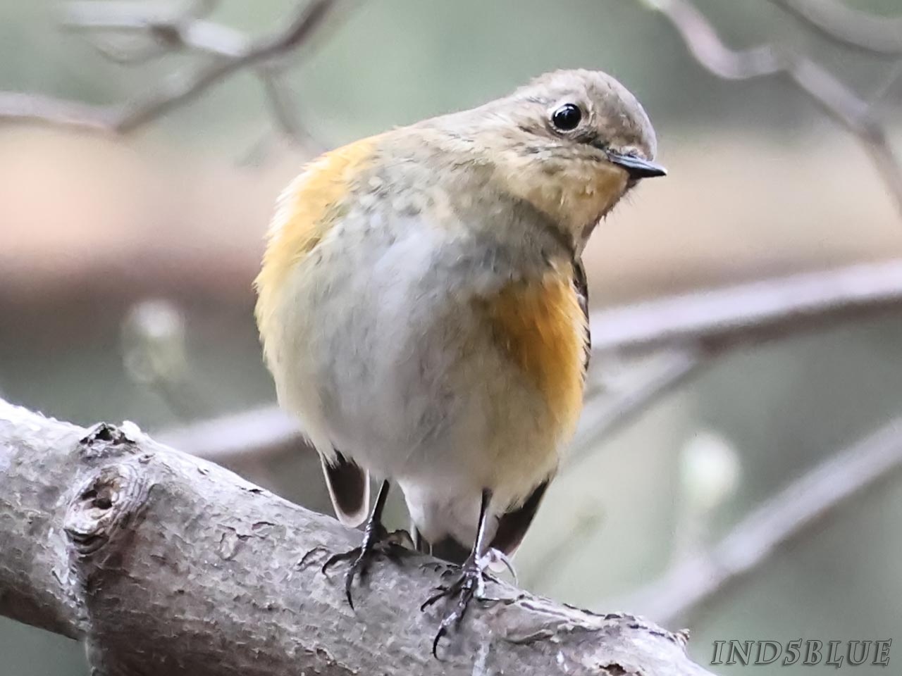 ルリビタキ、メス