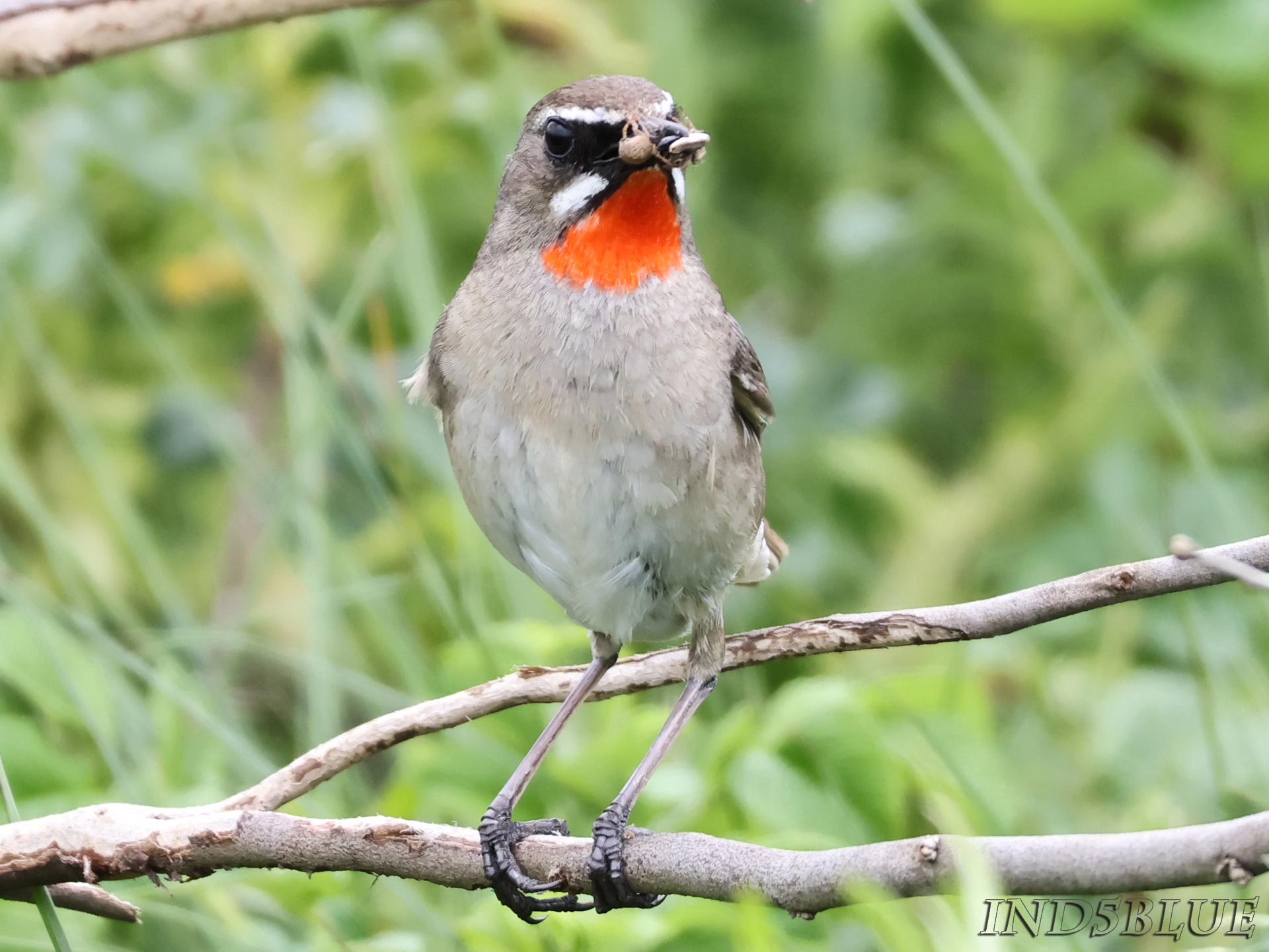 ノゴマ、昆虫を咥えている