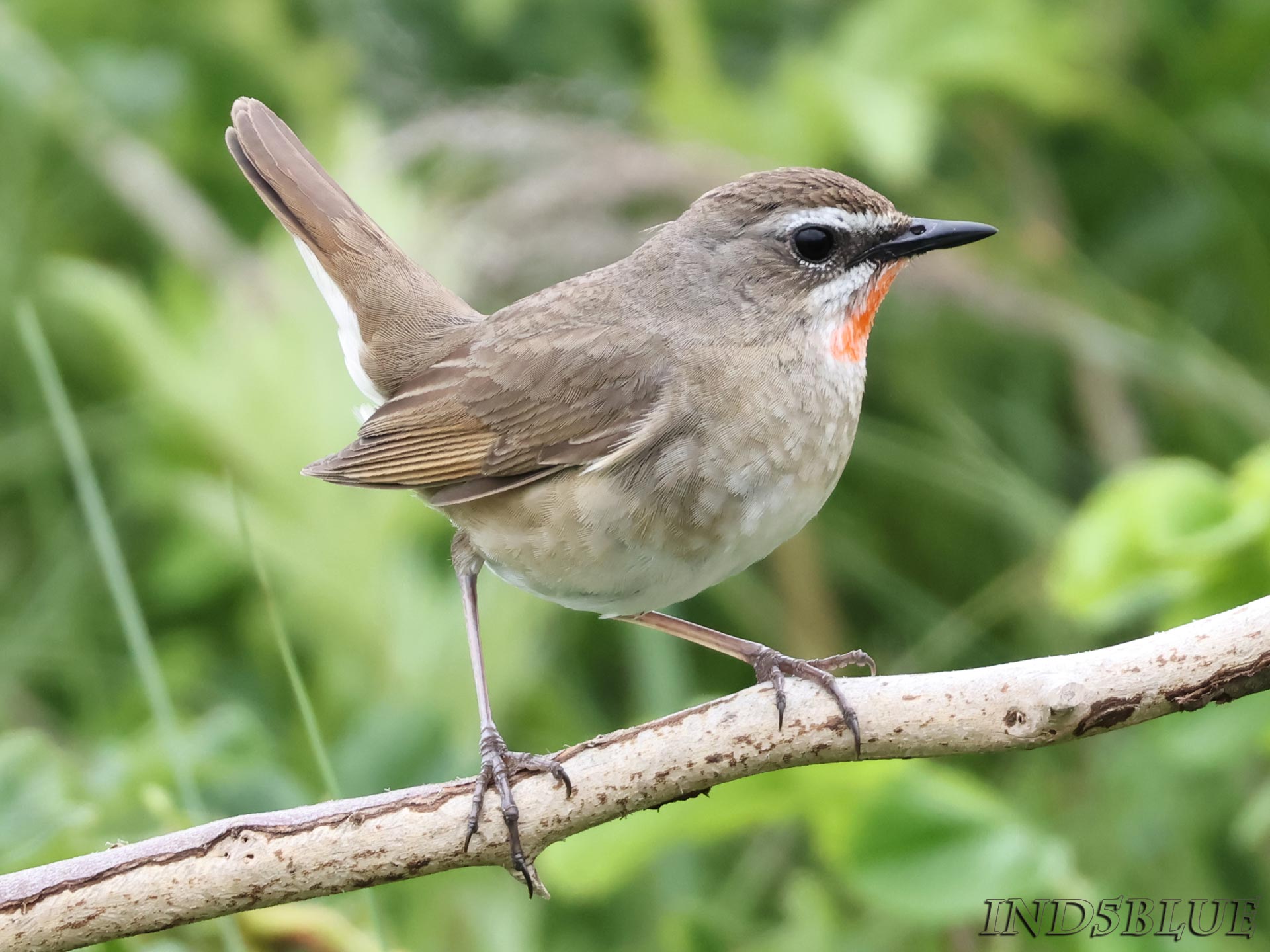 ノゴマ、喉が桃色のメス