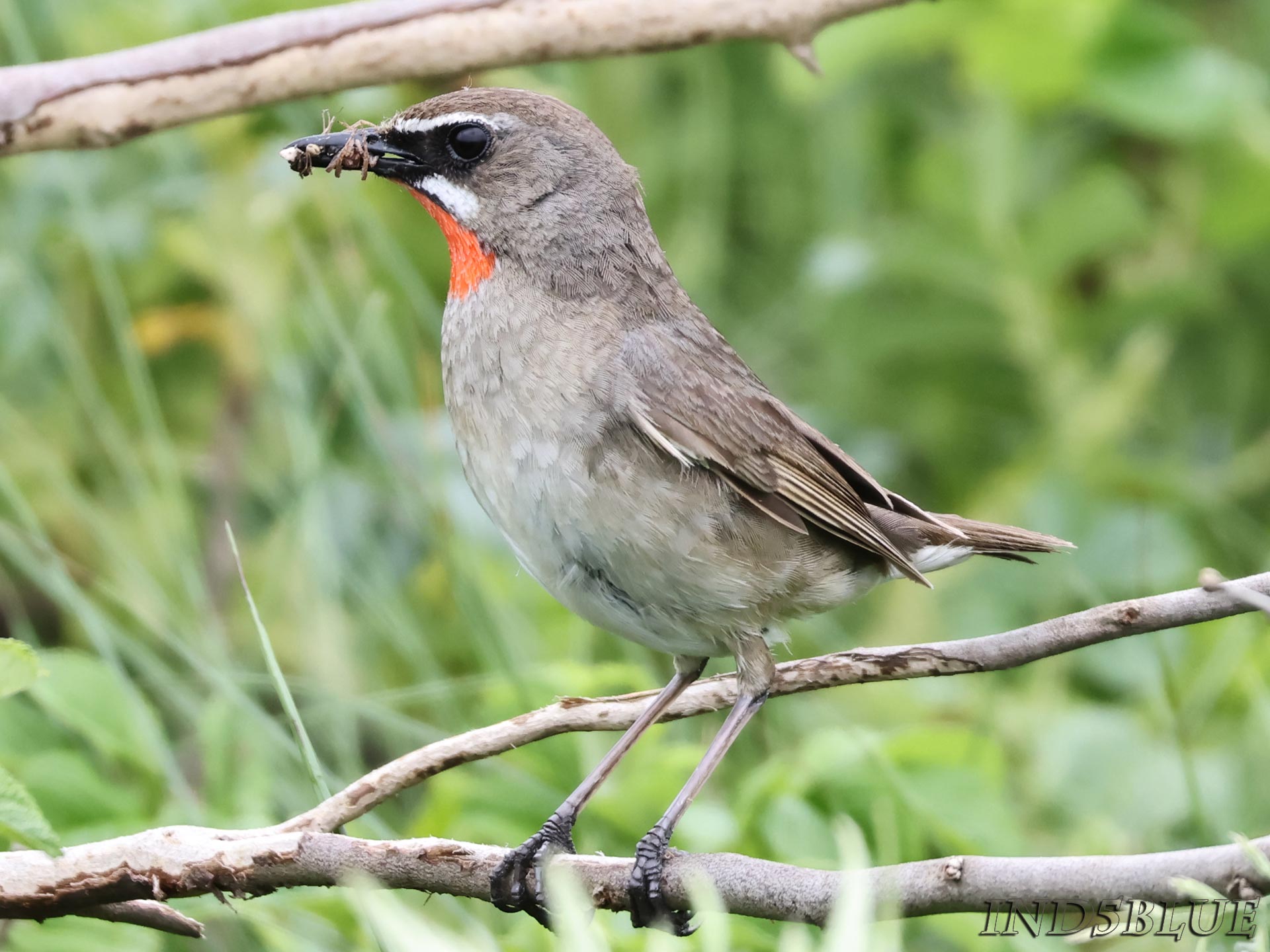 ノゴマ、昆虫を咥えている