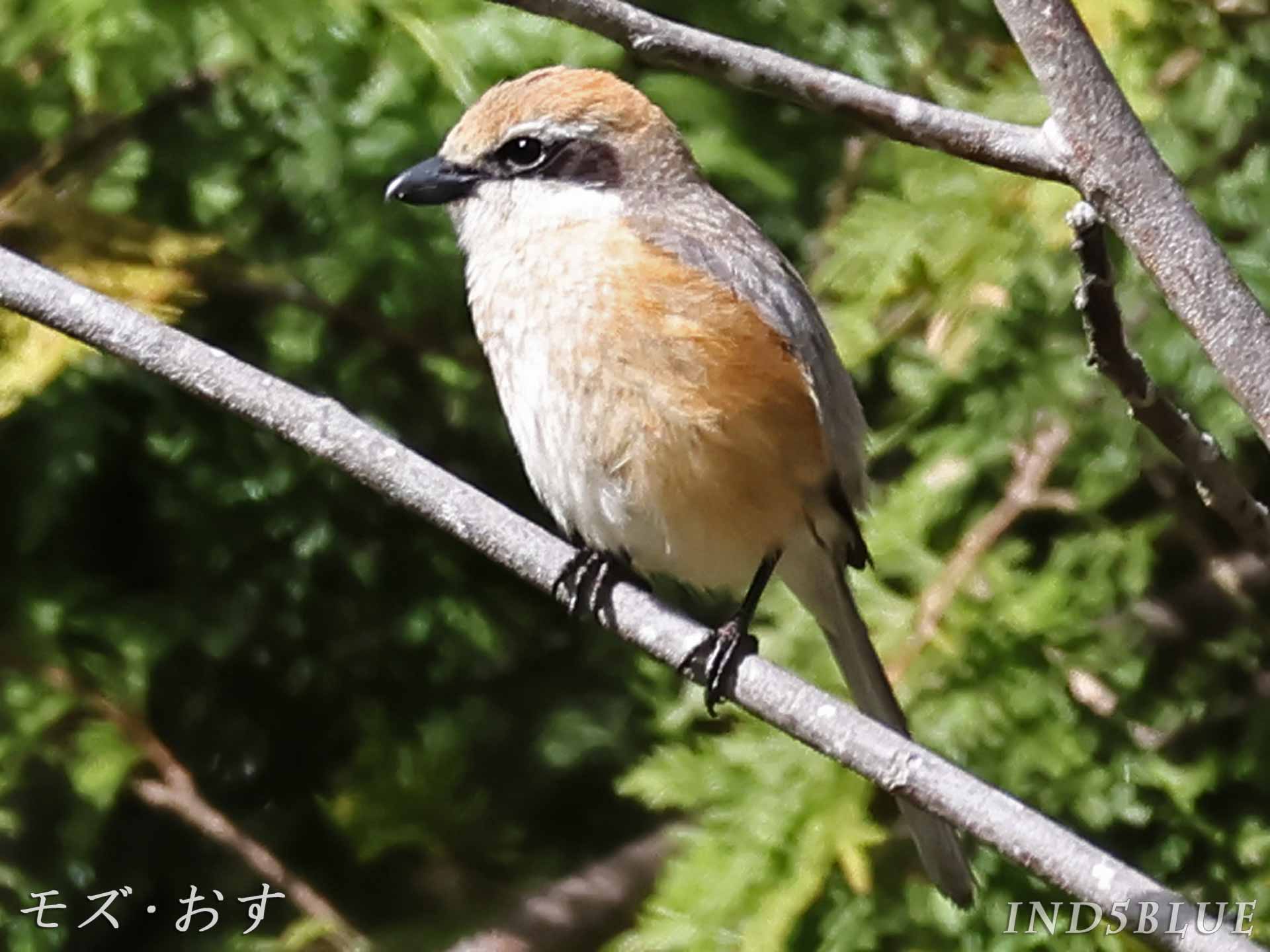 モズ、オス