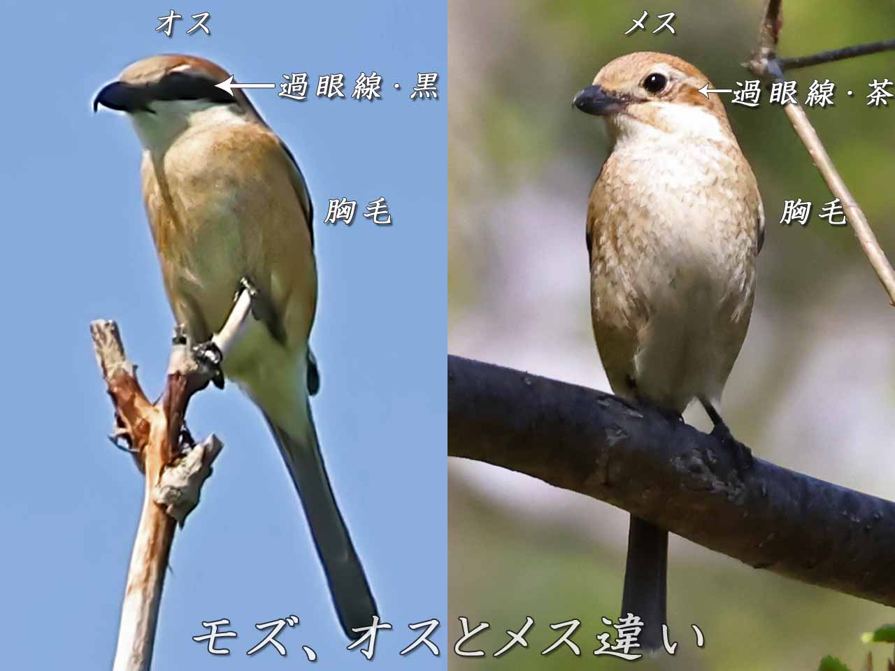 モズ、オスとメスの違い図
