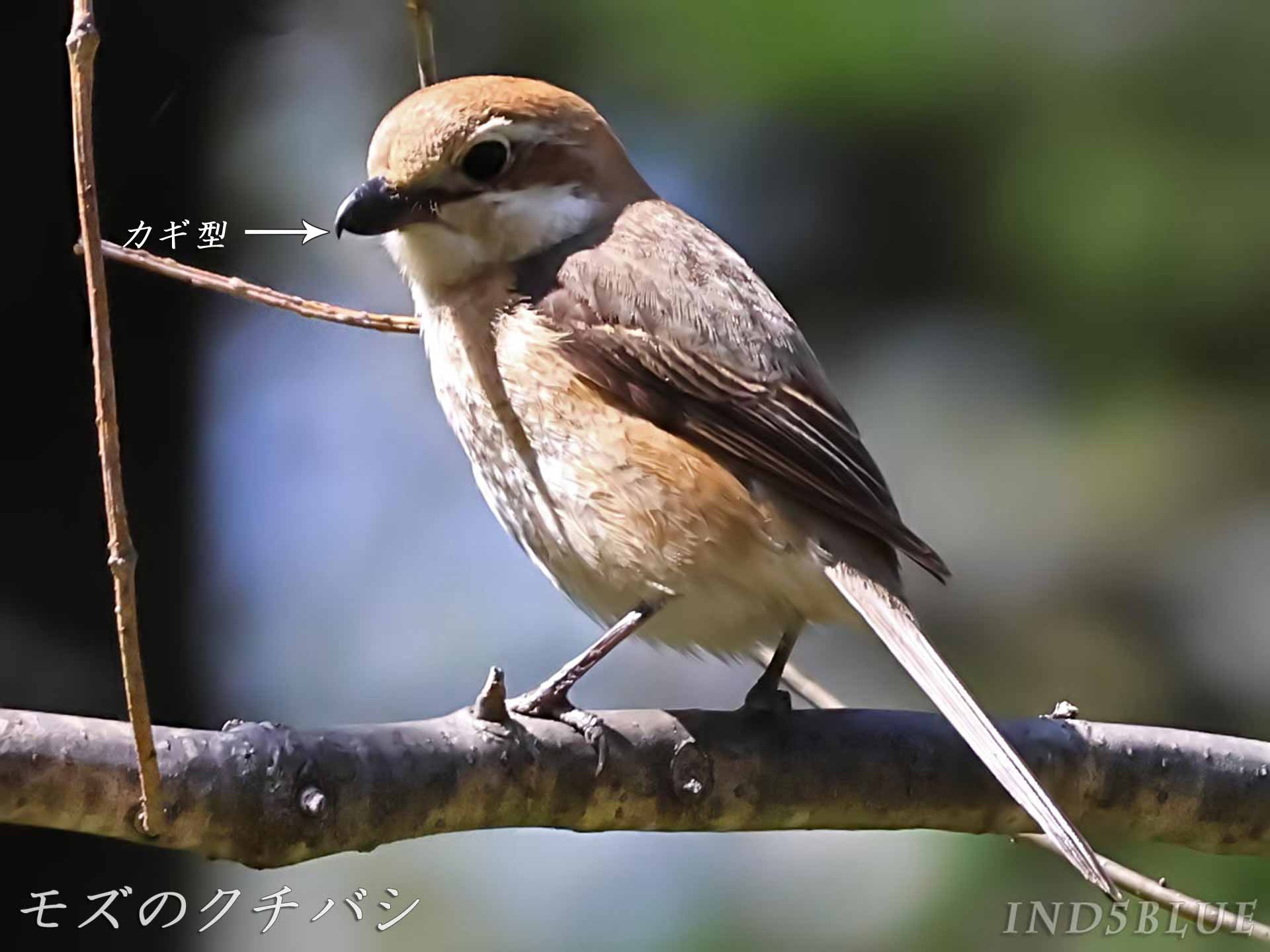 モズのクチバシ図