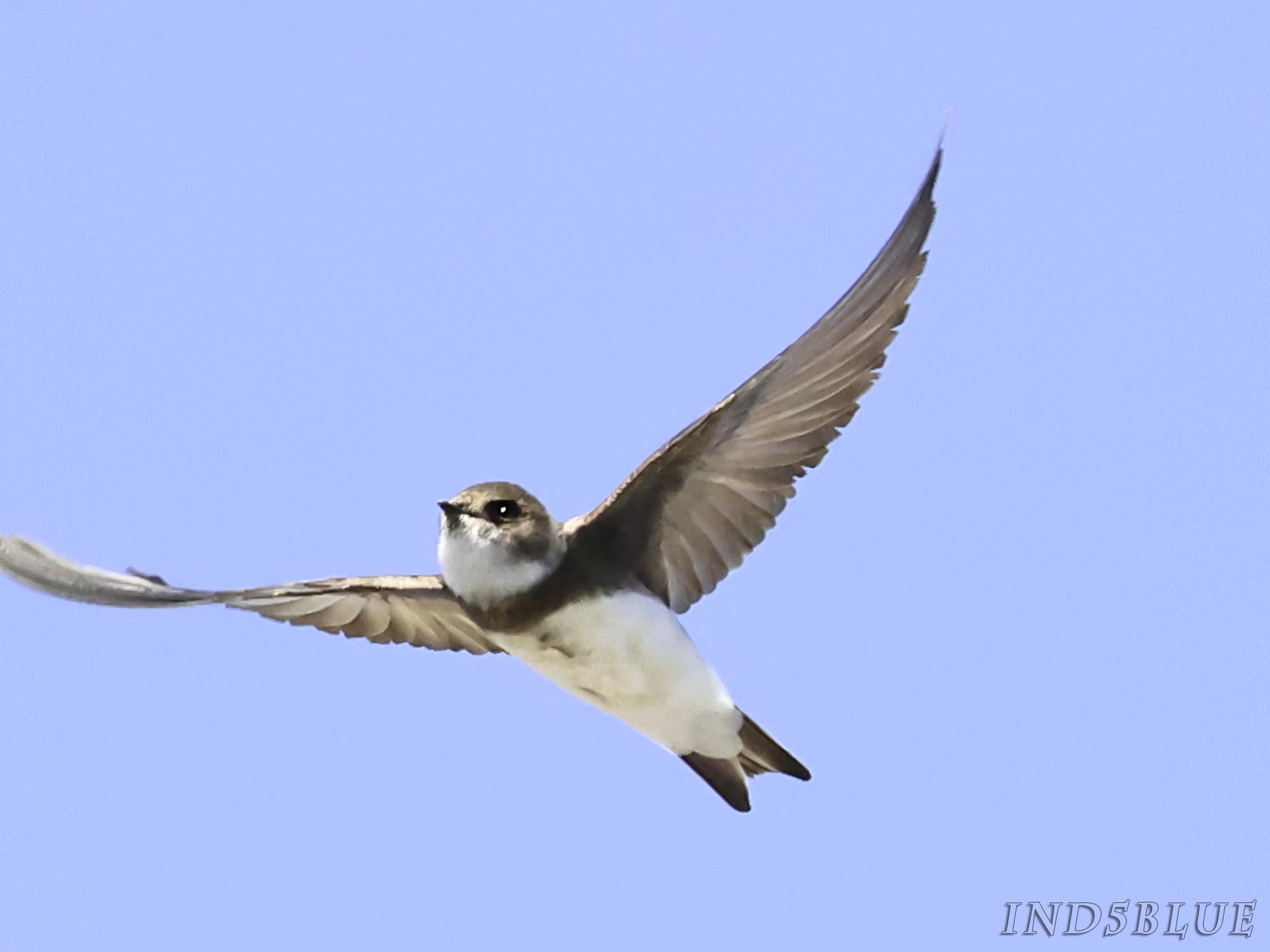 ショウドウツバメの飛翔