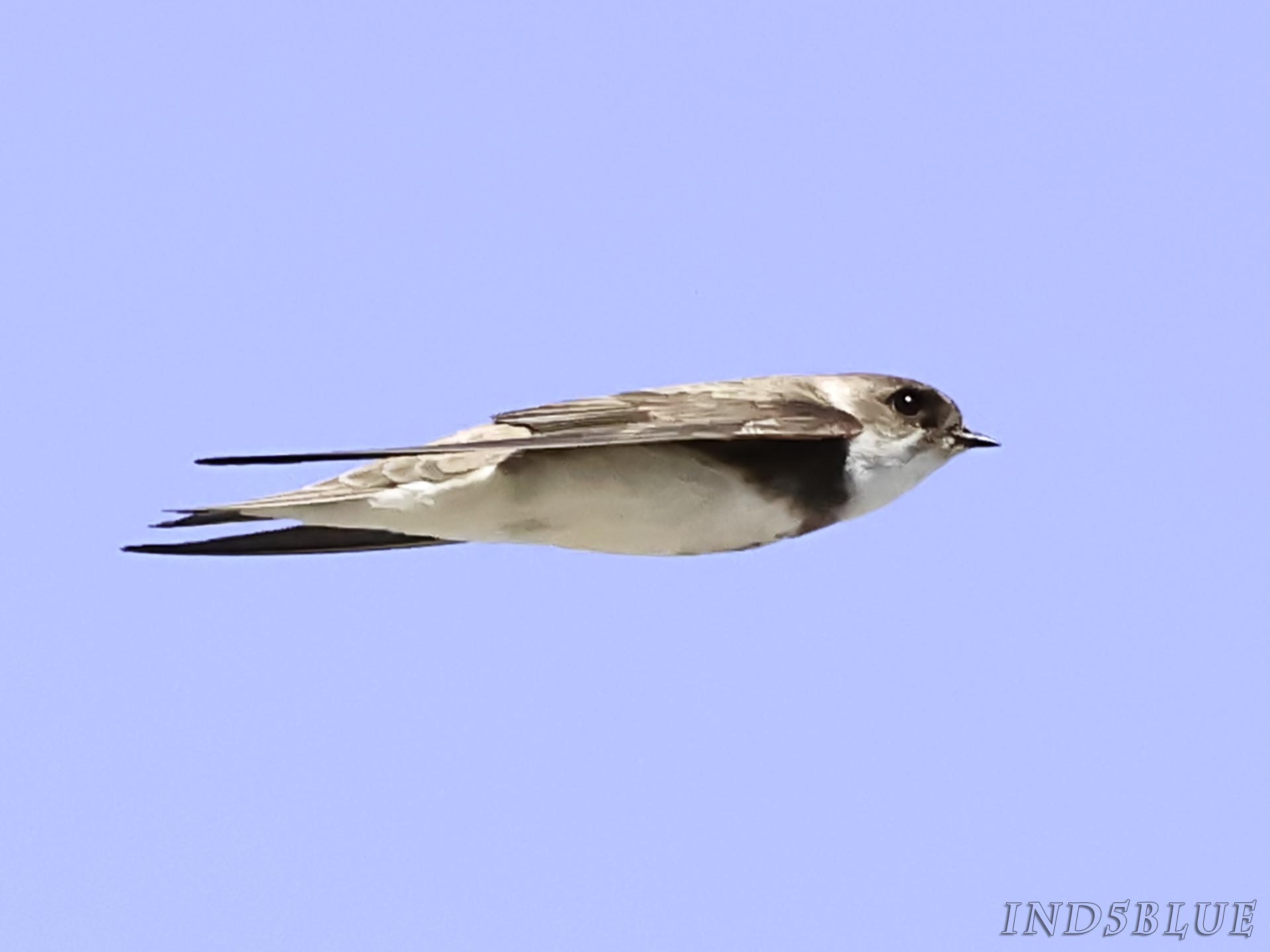 ショウドウツバメの飛翔