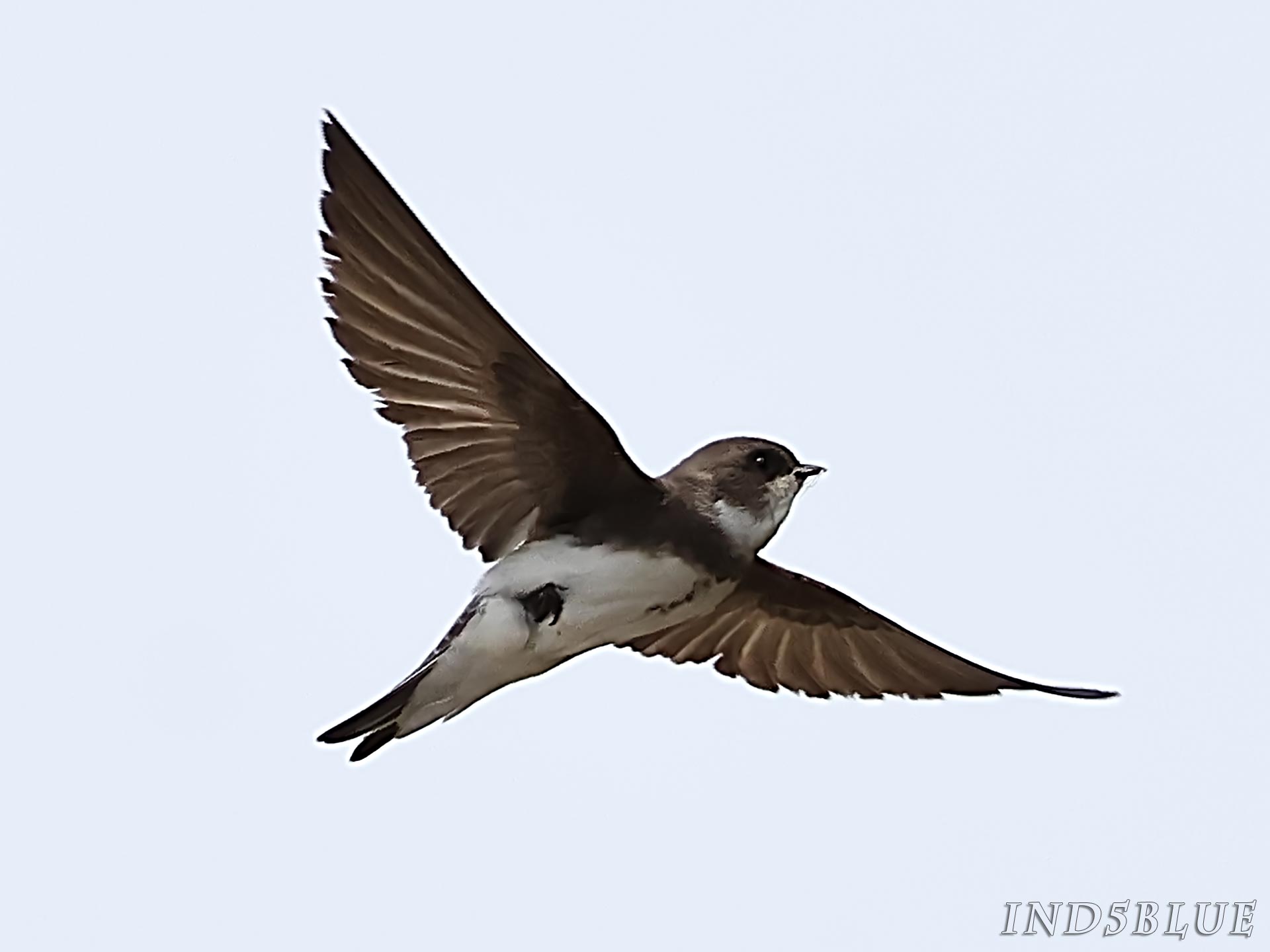 ショウドウツバメの飛翔