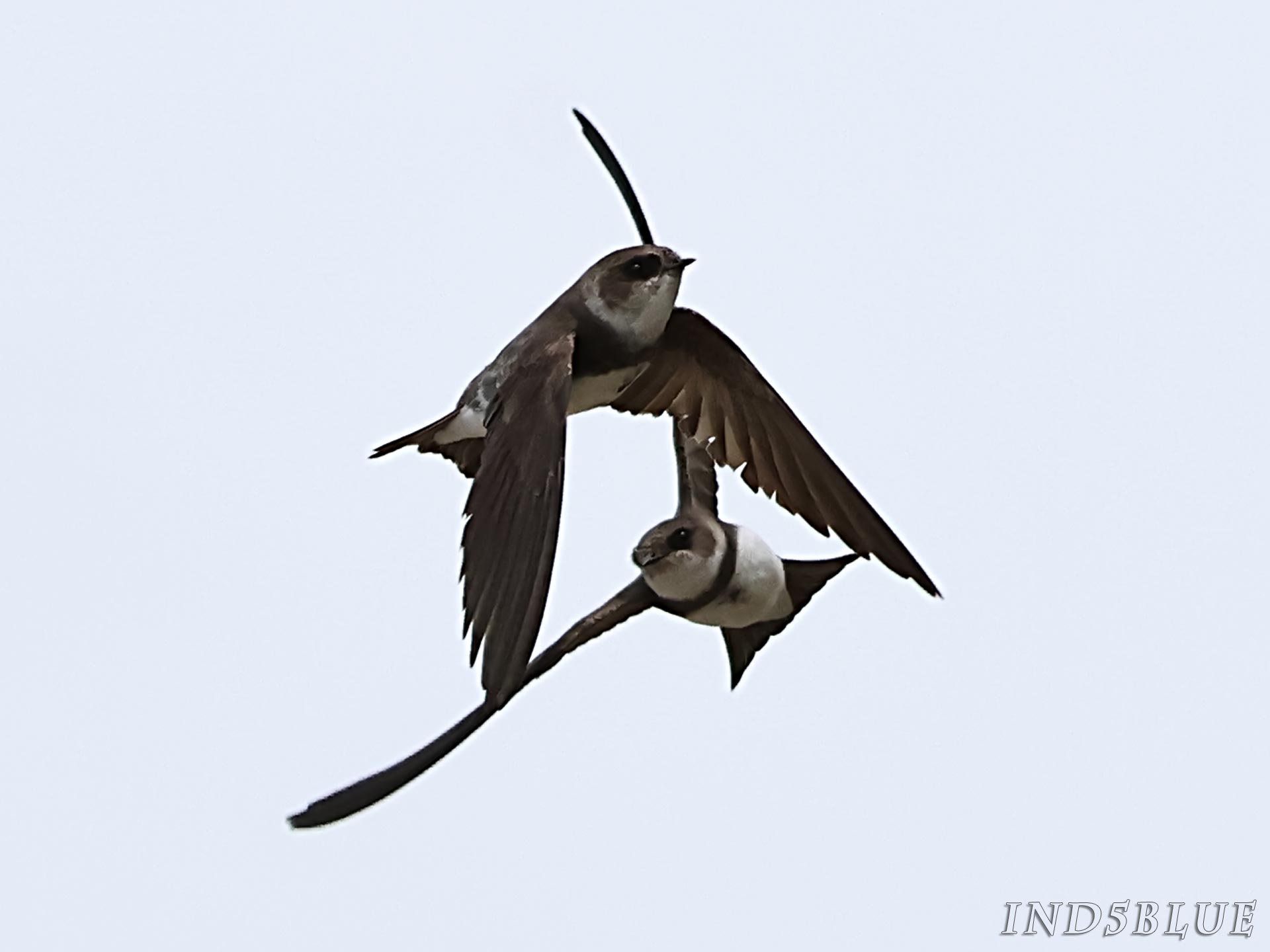 ショウドウツバメの飛翔