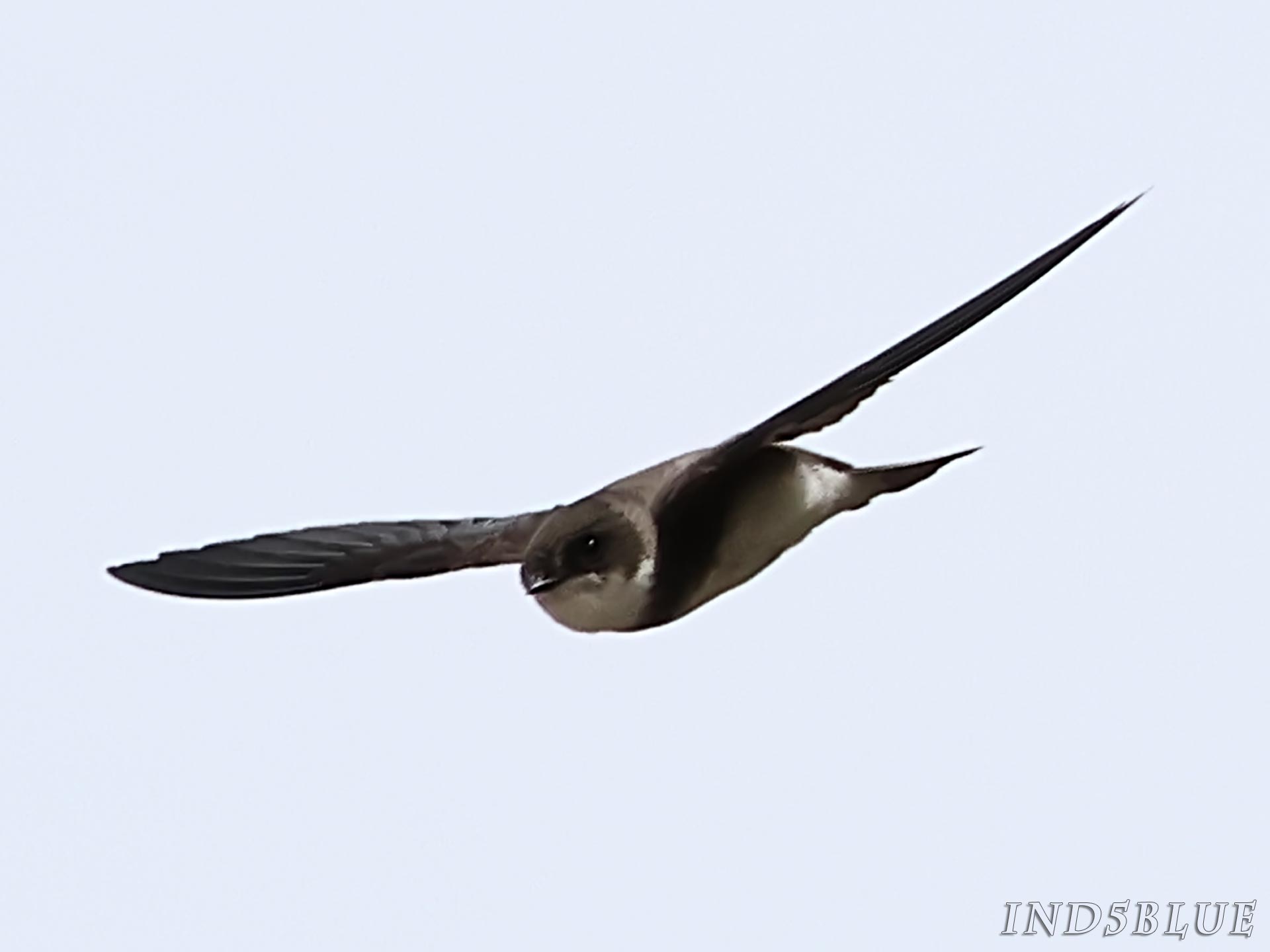 ショウドウツバメの飛翔