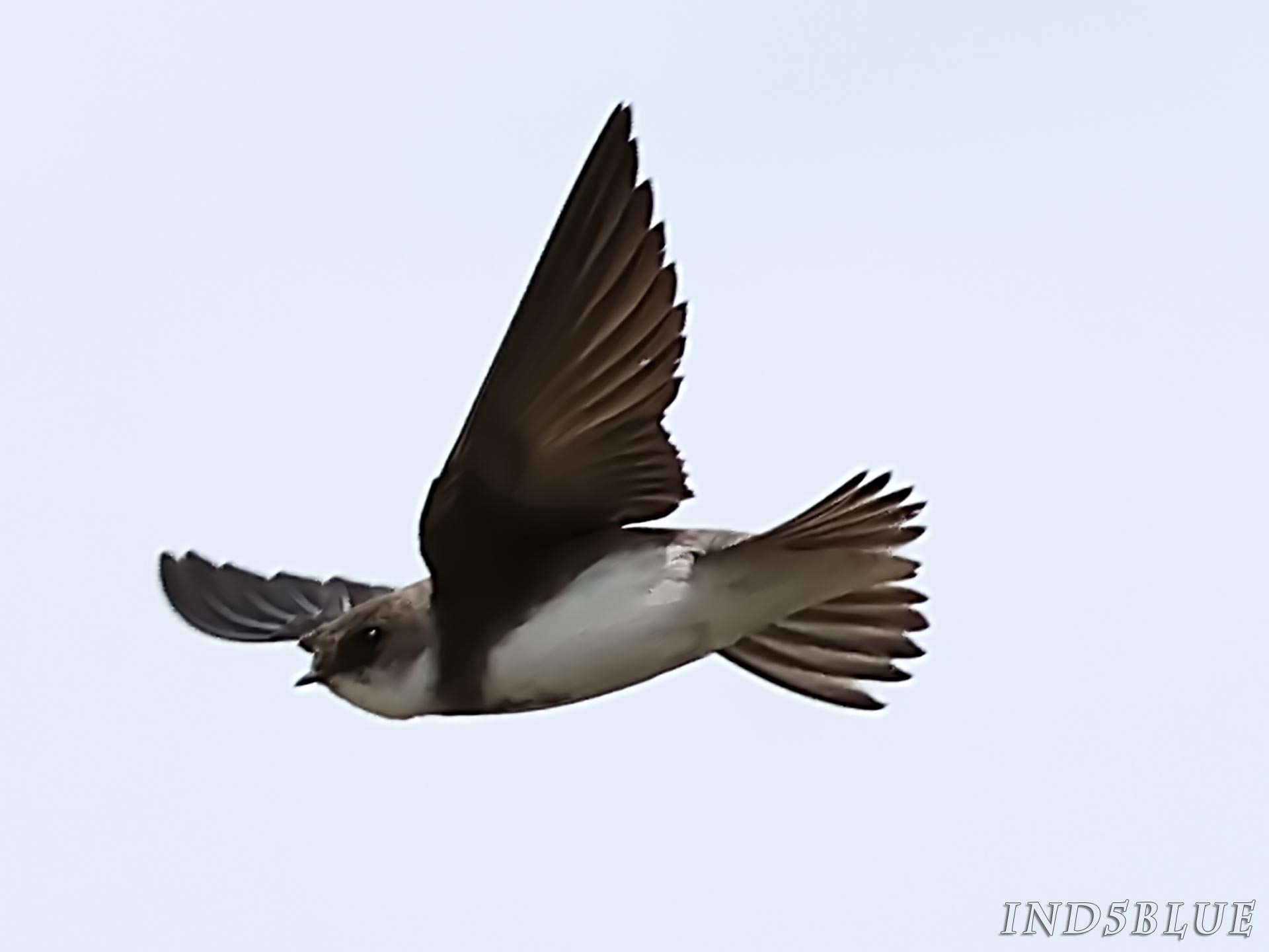 ショウドウツバメの飛翔