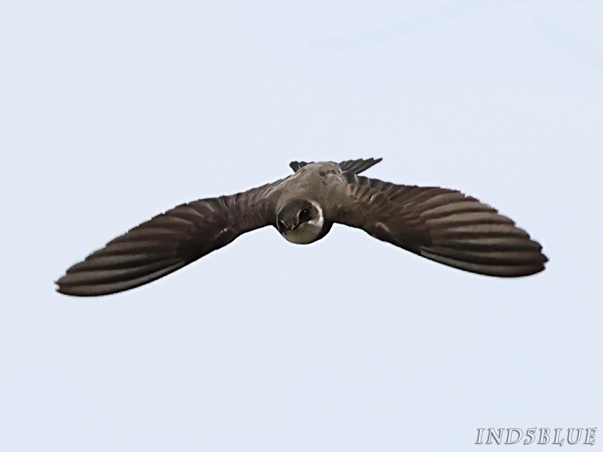 ショウドウツバメの飛翔
