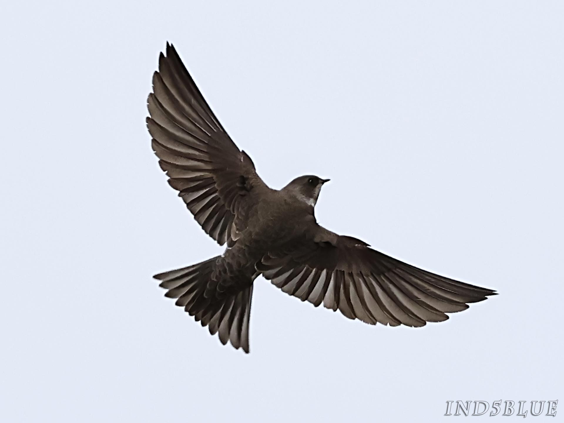 ショウドウツバメの飛翔