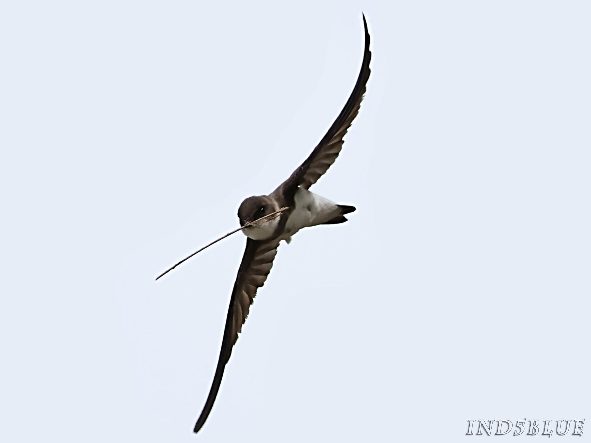 ショウドウツバメの飛翔