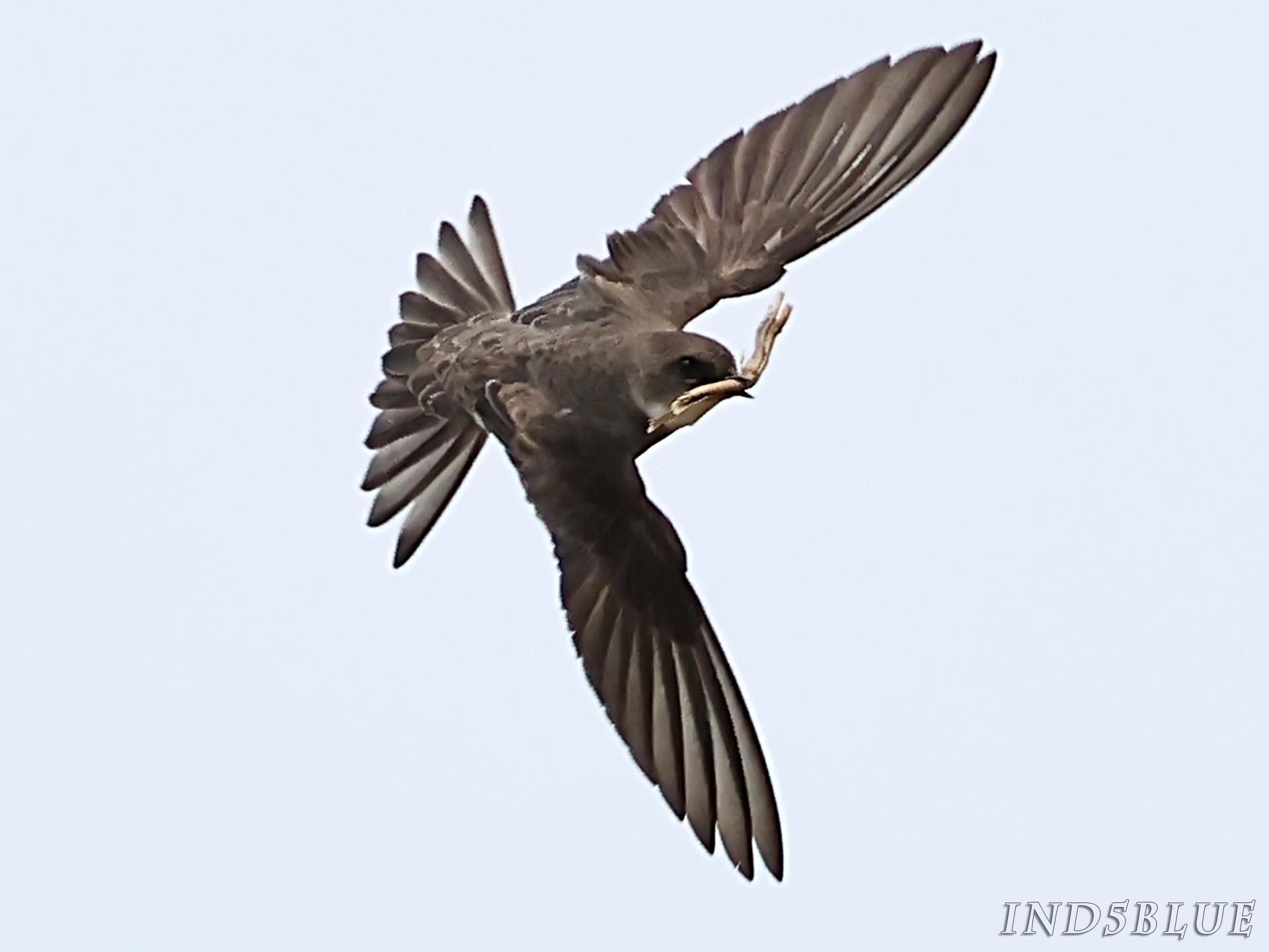 ショウドウツバメの飛翔