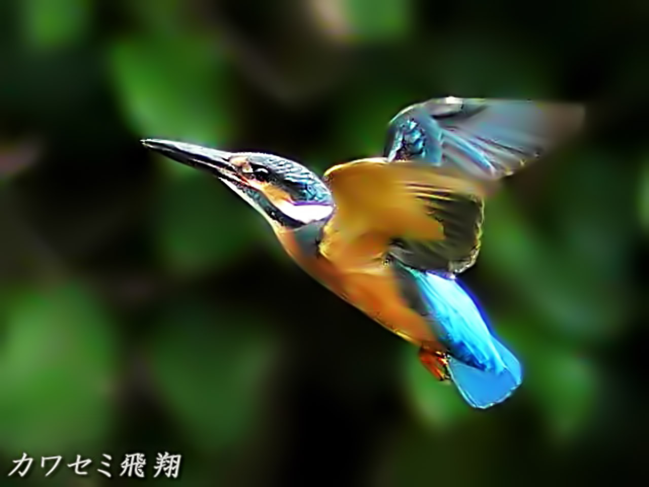 カワセミ、飛翔(飛行)