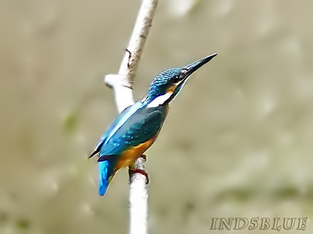 止まり木にカワセミ