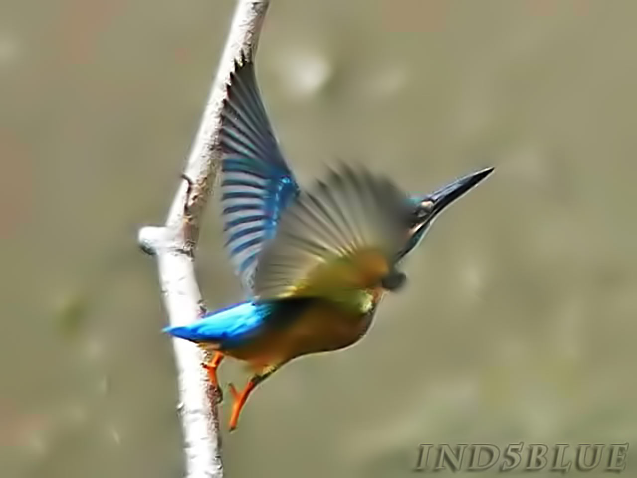 カワセミ、飛び出し