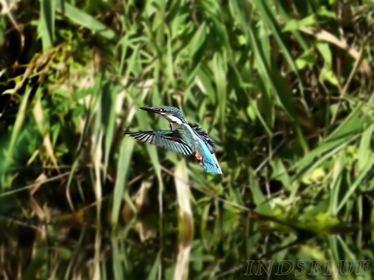 カワセミのホバリング
