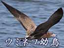 ウミネコ幼鳥
