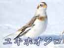 ユキホオジロ