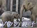 円山動物園、アジアゾウ親子