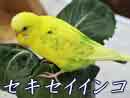 セキセイインコ