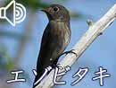エゾビタキ