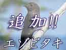 エゾビタキ