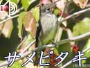 サメビタキ