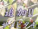 サメビタキ