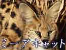 サーバルキャット
