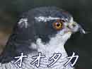 オオタカ