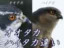 オオタカとハイタカの見分け方