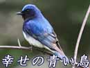瑠璃三鳥