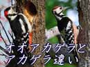 アカゲラとオオアカゲラの違い