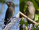 コサメビタキ、サメビタキ、エゾビタキの違い