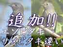 コサメビタキ・サメビタキ・エゾビタキの違い