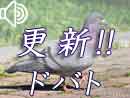 ドバト