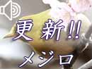 メジロ