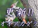 オオアカゲラ