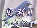 ルリビタキ
