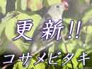 コサメビタキ