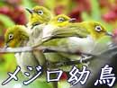 メジロの幼鳥団子