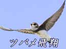 ショウドウツバメ飛翔