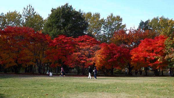 真駒内公園、紅葉