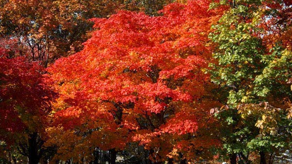 真駒内公園、紅葉