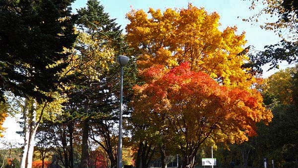 真駒内公園、紅葉