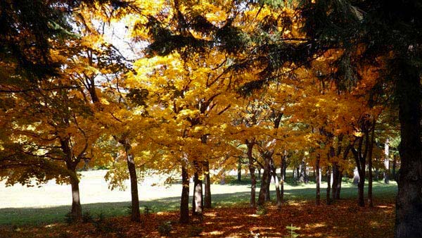 真駒内公園、紅葉