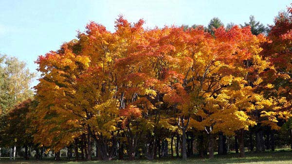 真駒内公園、紅葉