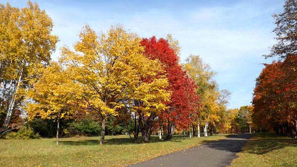 真駒内公園、紅葉