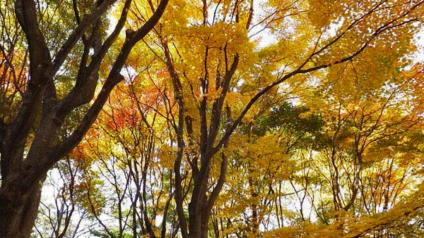 真駒内公園、紅葉